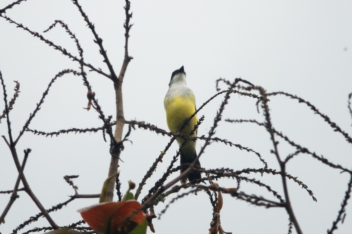 Snowy-throated Kingbird - ML613685412