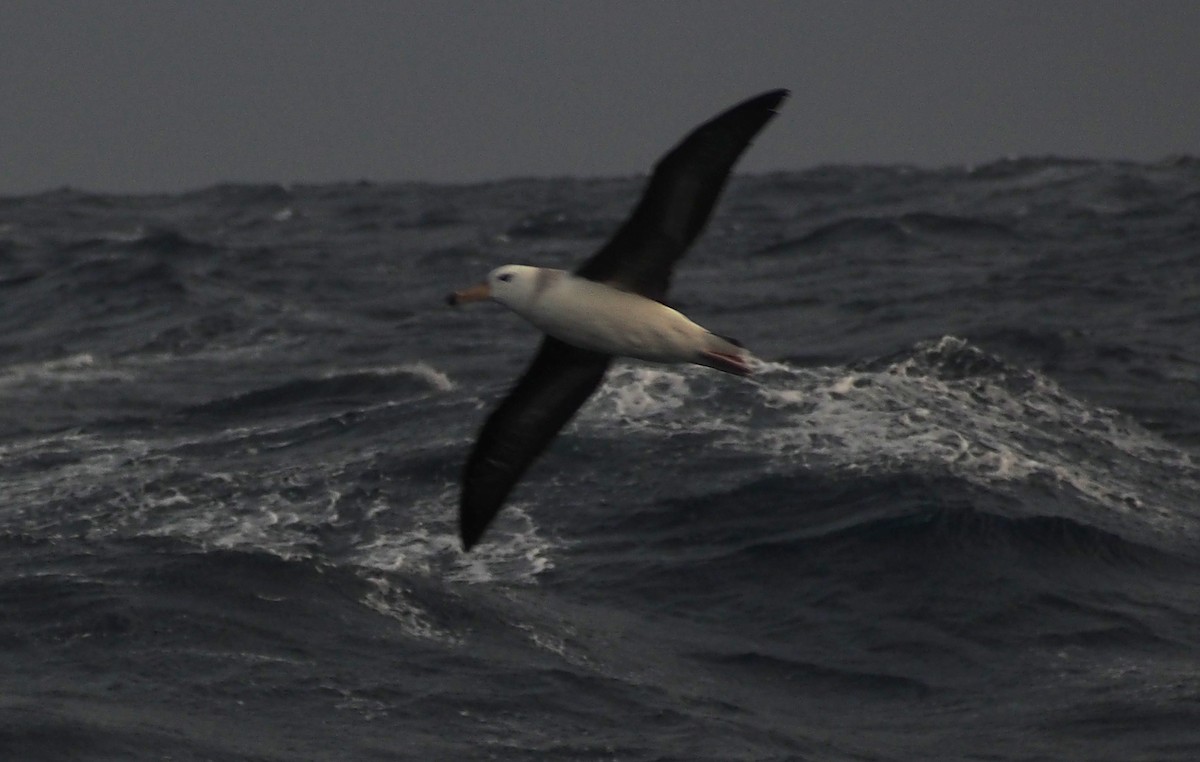 Black-browed Albatross (Black-browed) - ML613685430