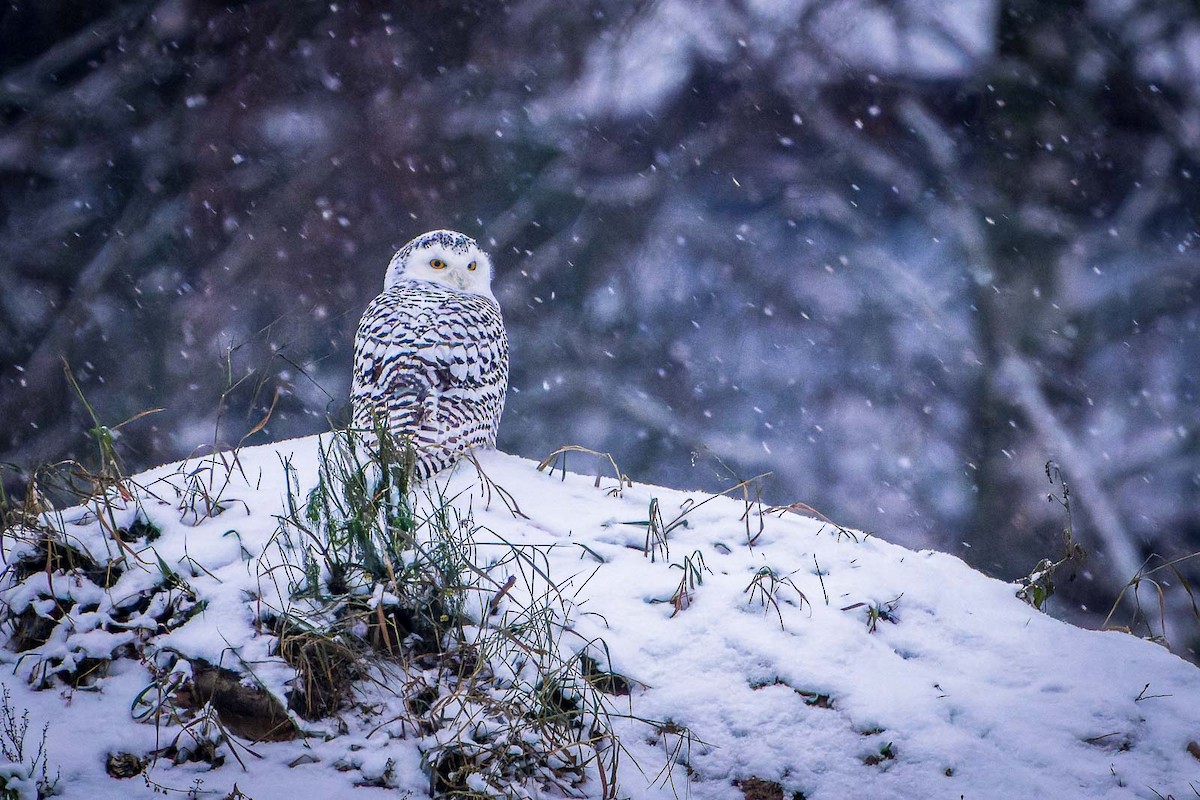 Snowy Owl - Tomi Hakala