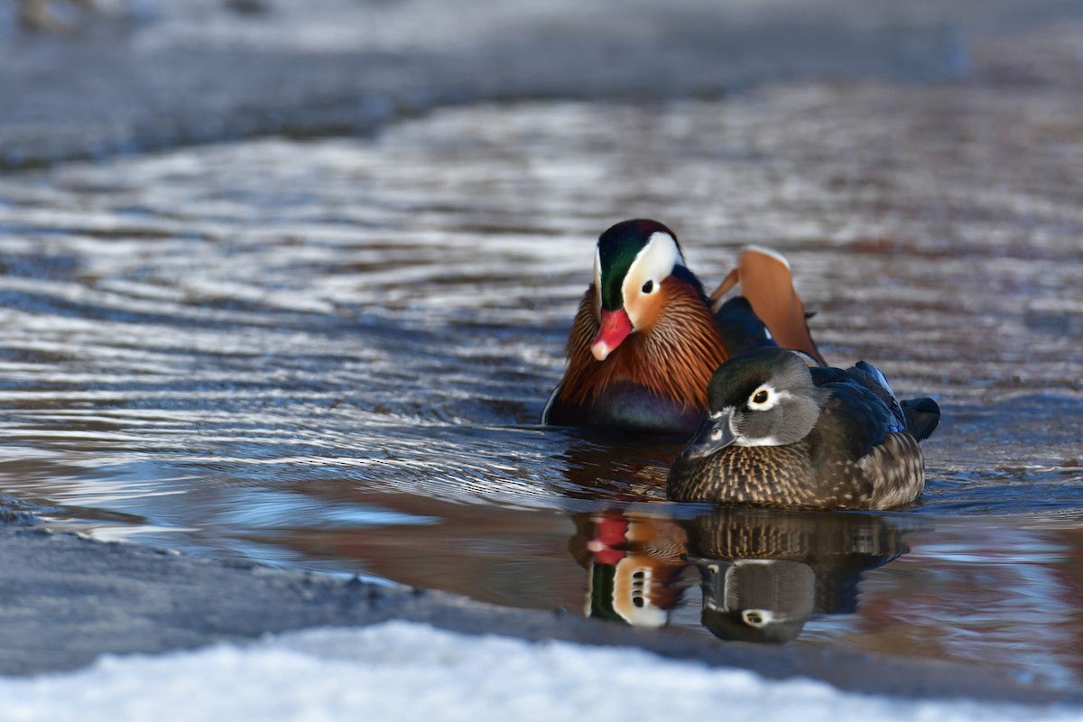 eBird Canada Checklist 18 Jan 2024 Centre d'interprétation de la