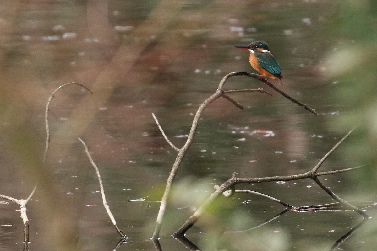 Common Kingfisher - ML613685612