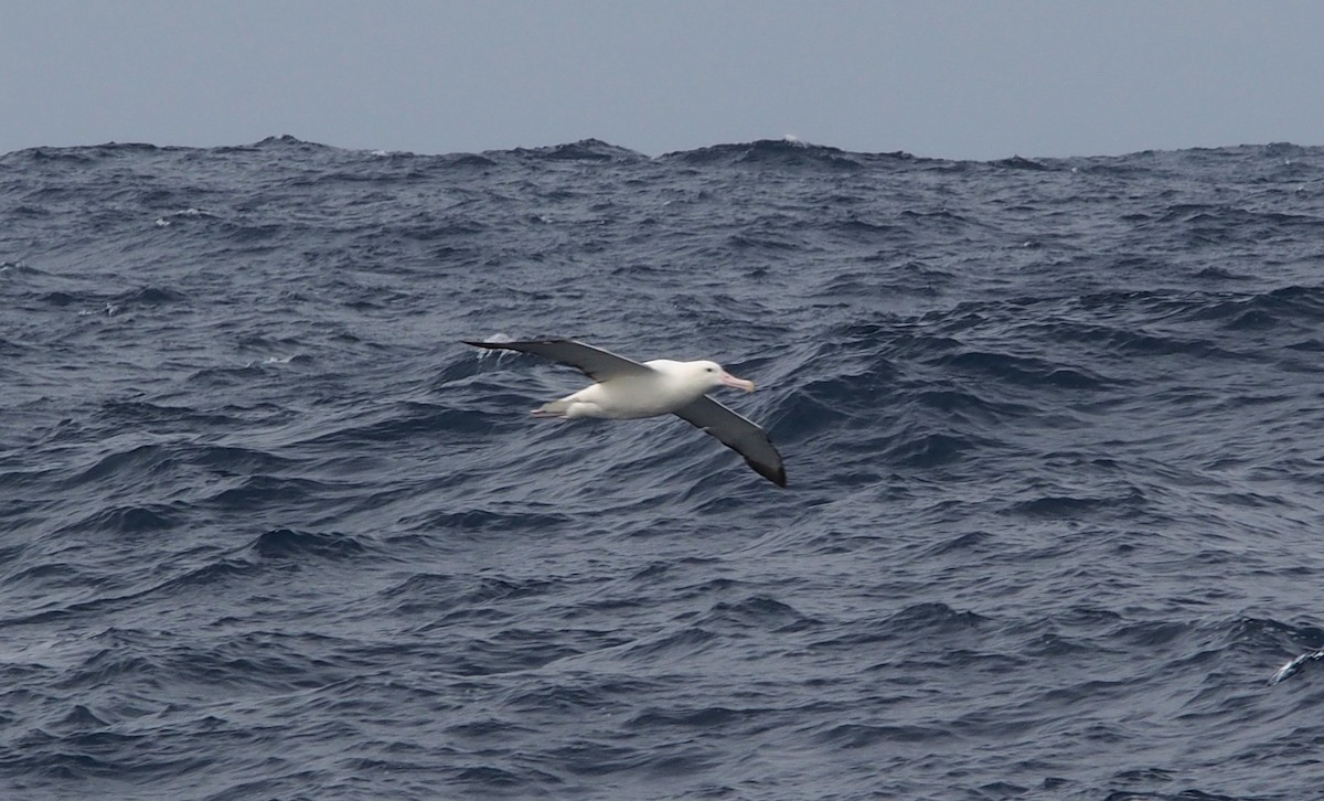 Northern Royal Albatross - ML613685678