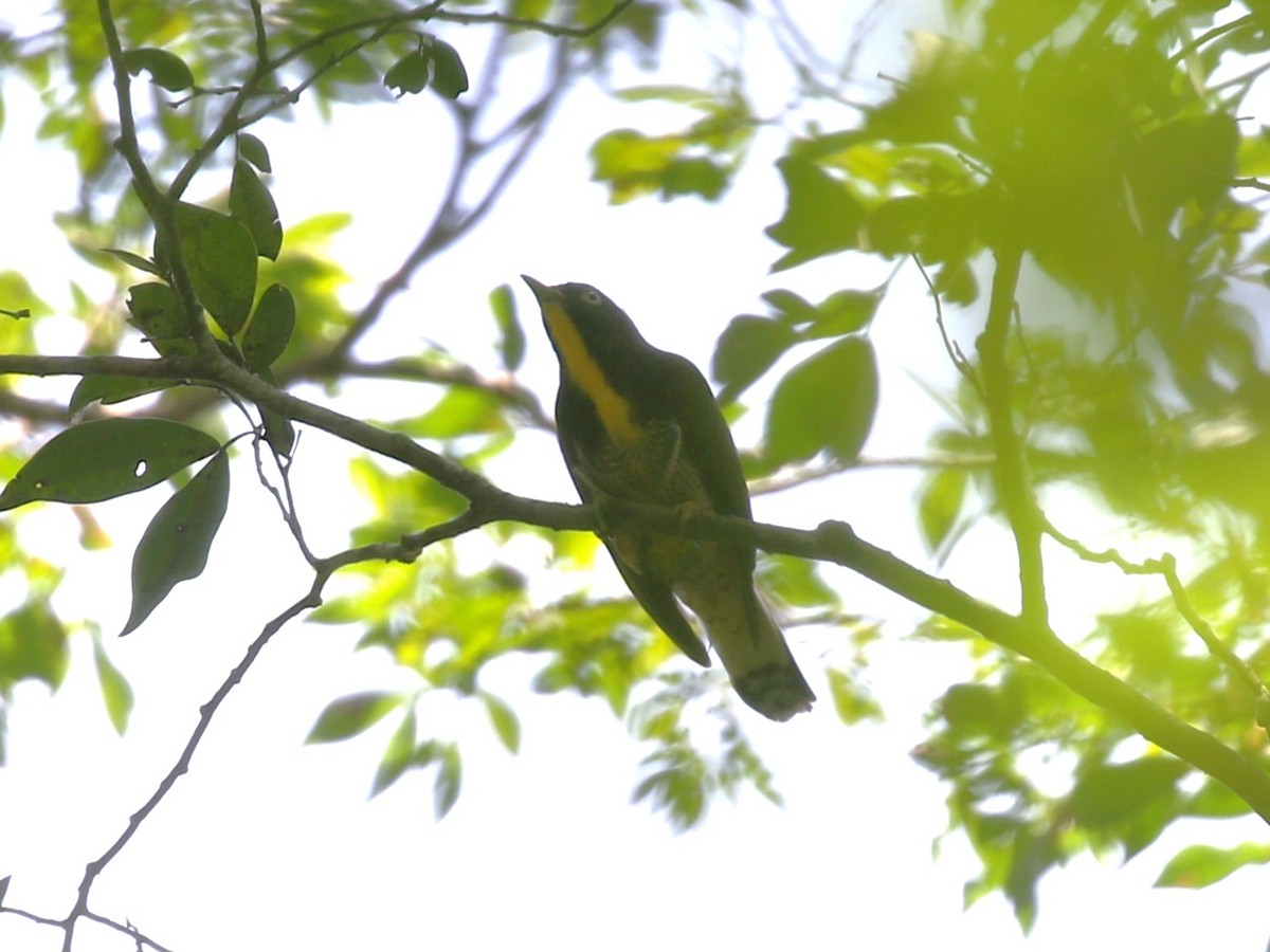 Yellow-throated Cuckoo - ML613685685