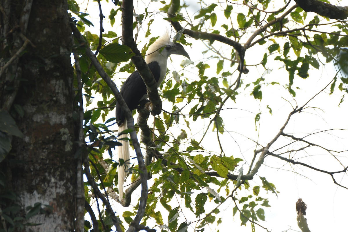 White-crowned Hornbill - ML613685689