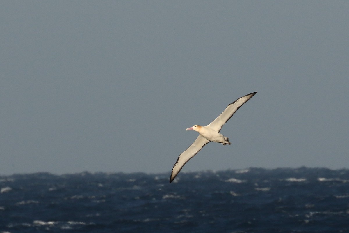 Short-tailed Albatross - ML613685768