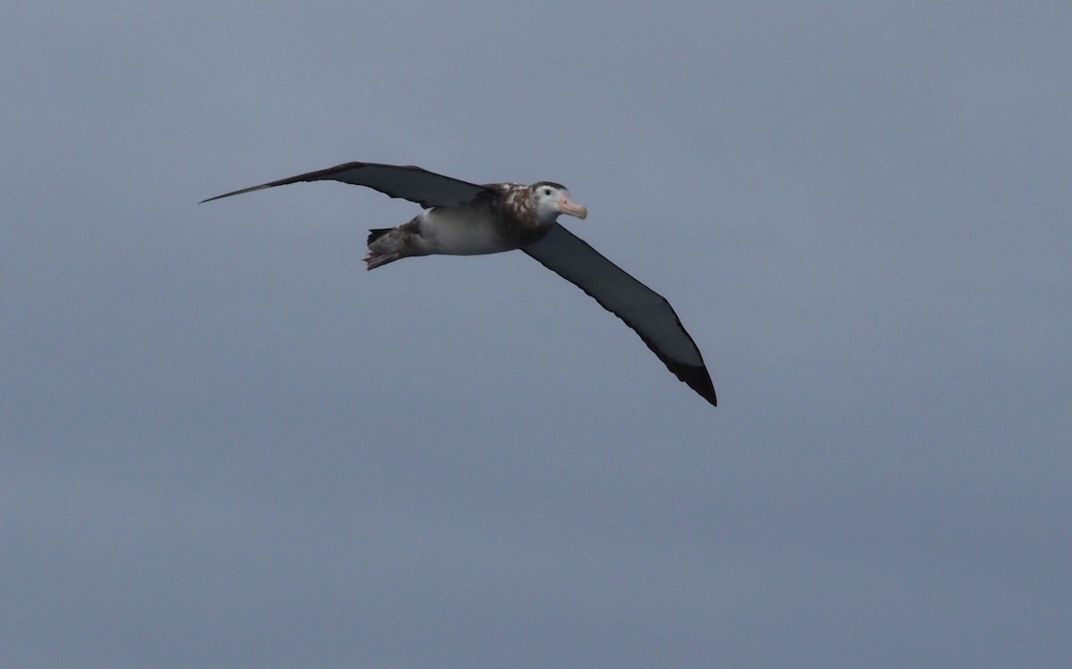 Snowy Albatross - ML613685770