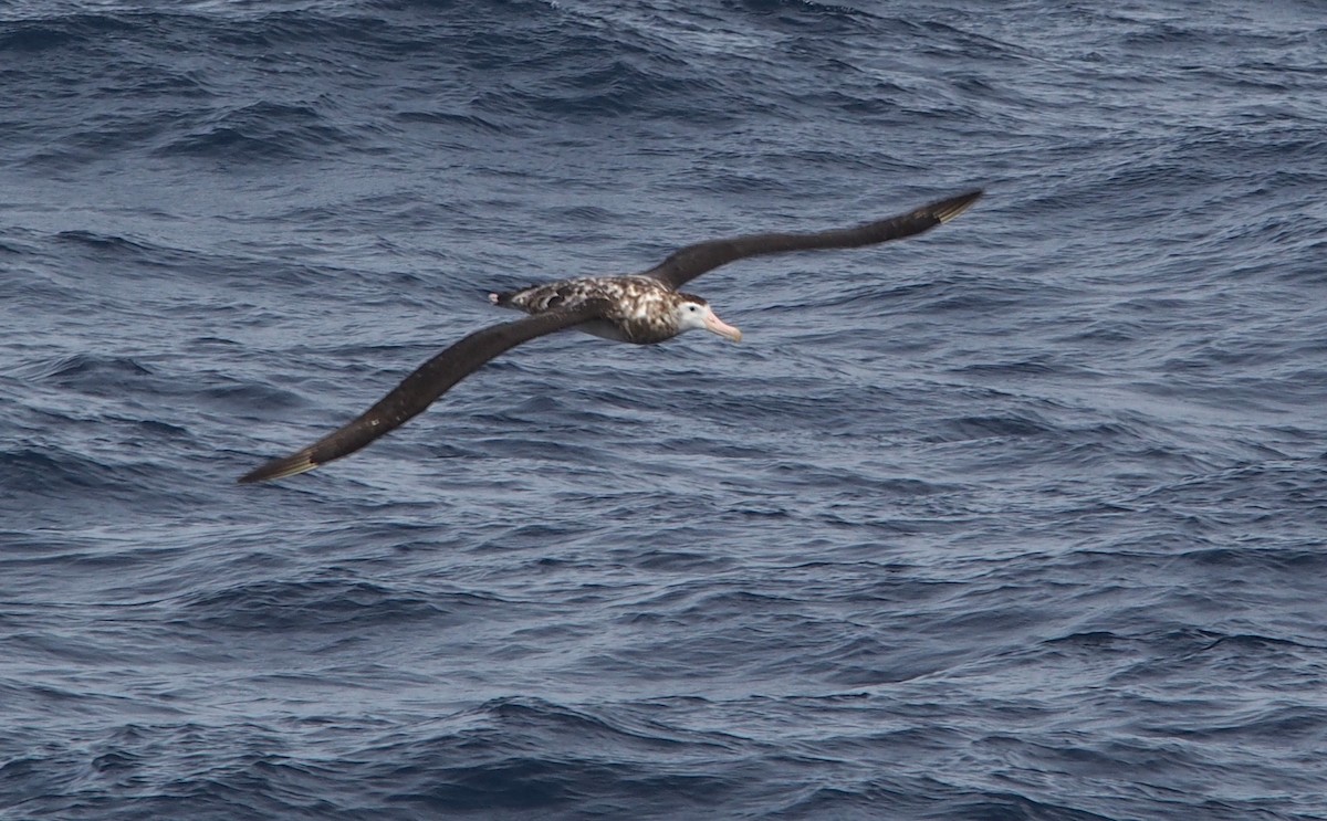 Snowy Albatross - ML613685775