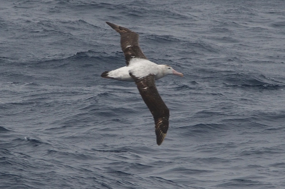 Snowy Albatross - ML613685777