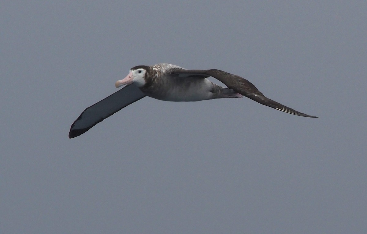 Snowy Albatross - ML613685778