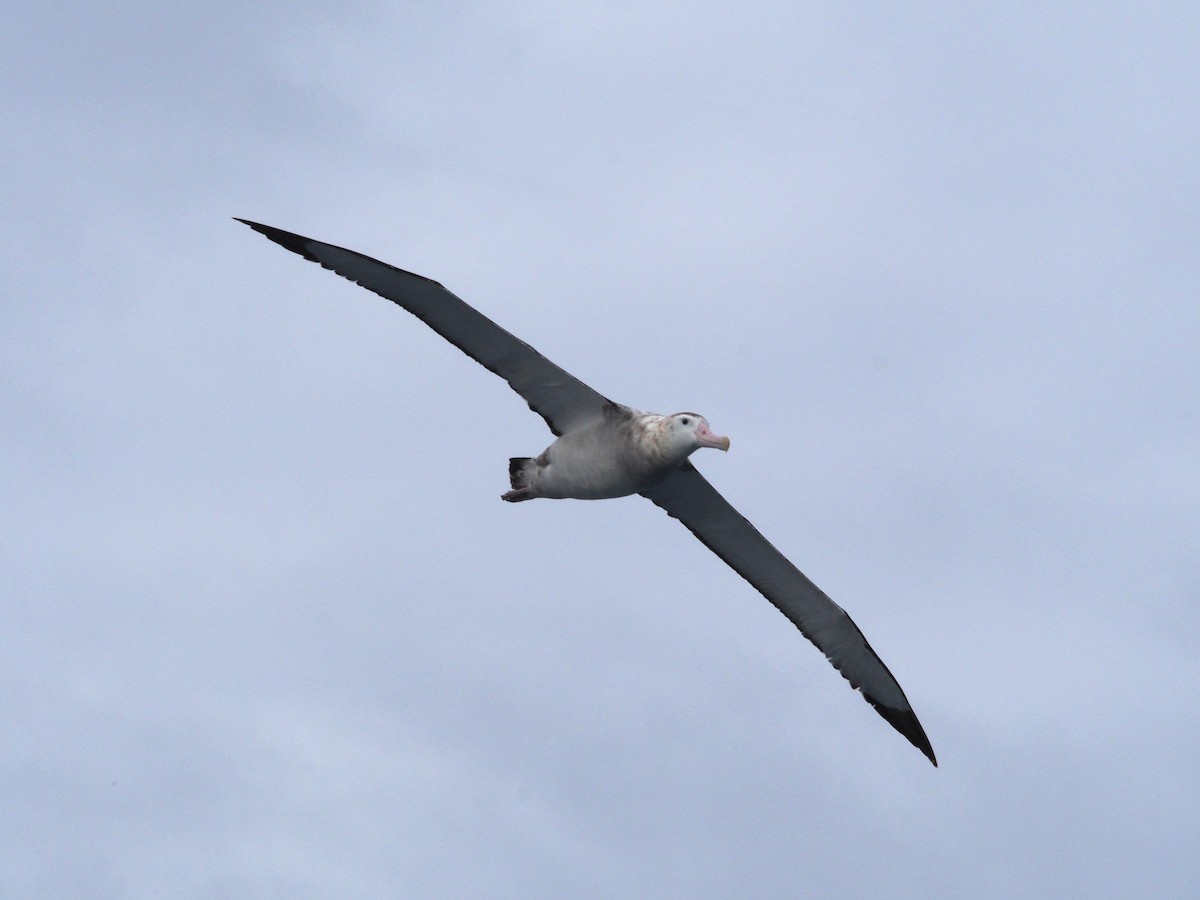 Snowy Albatross - ML613685781