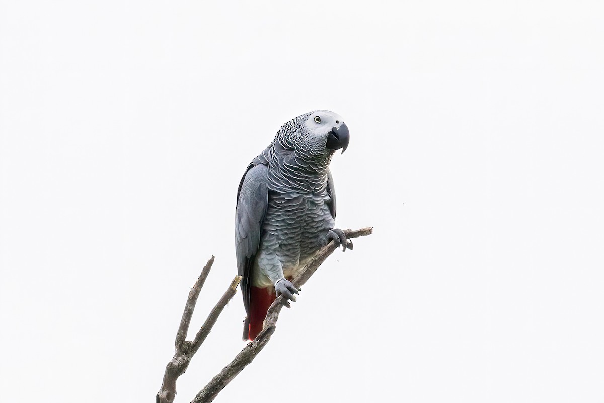 Gray Parrot - ML613685886