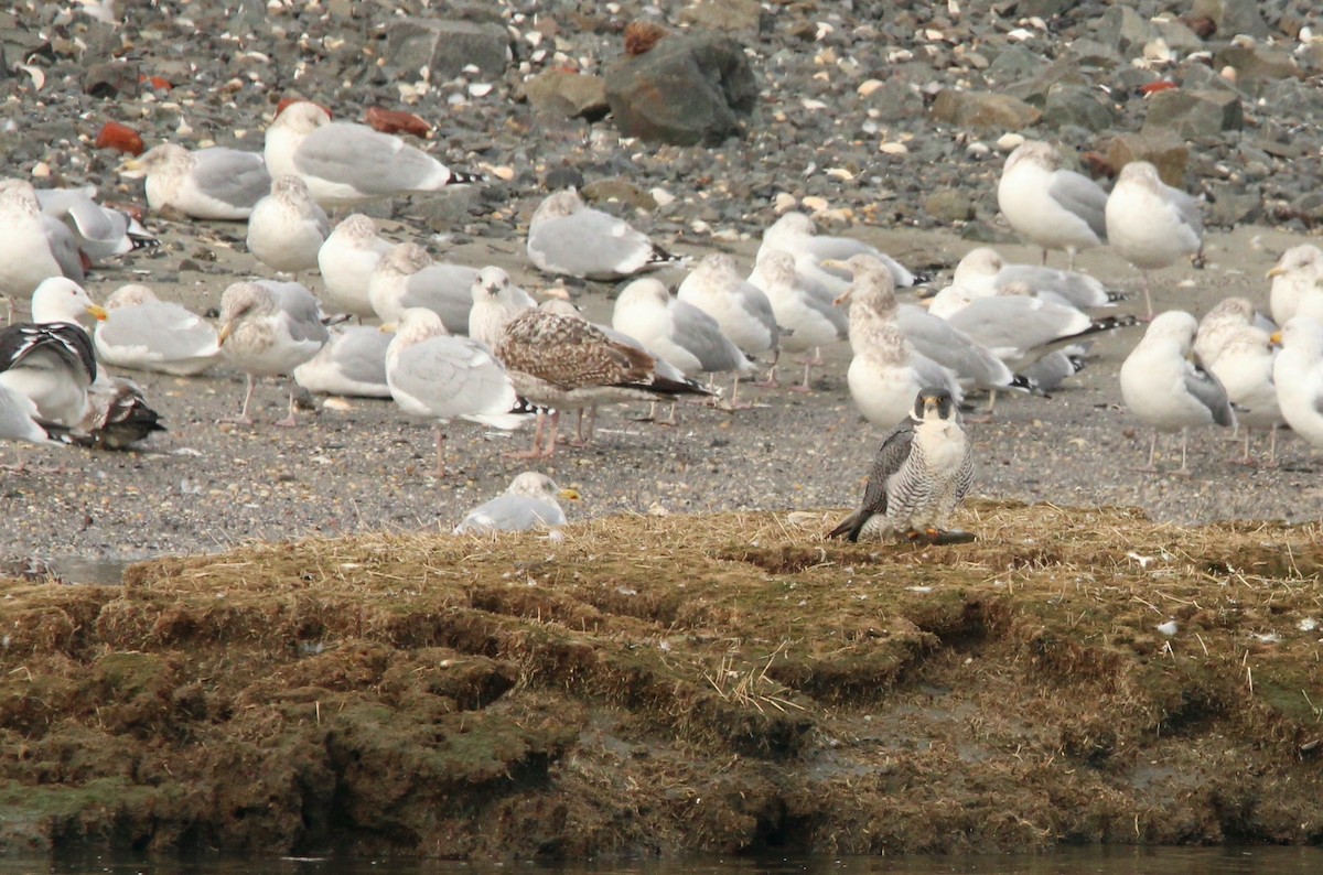 EBird Checklist 18 Jan 2024 Shark River 21 Species   1200