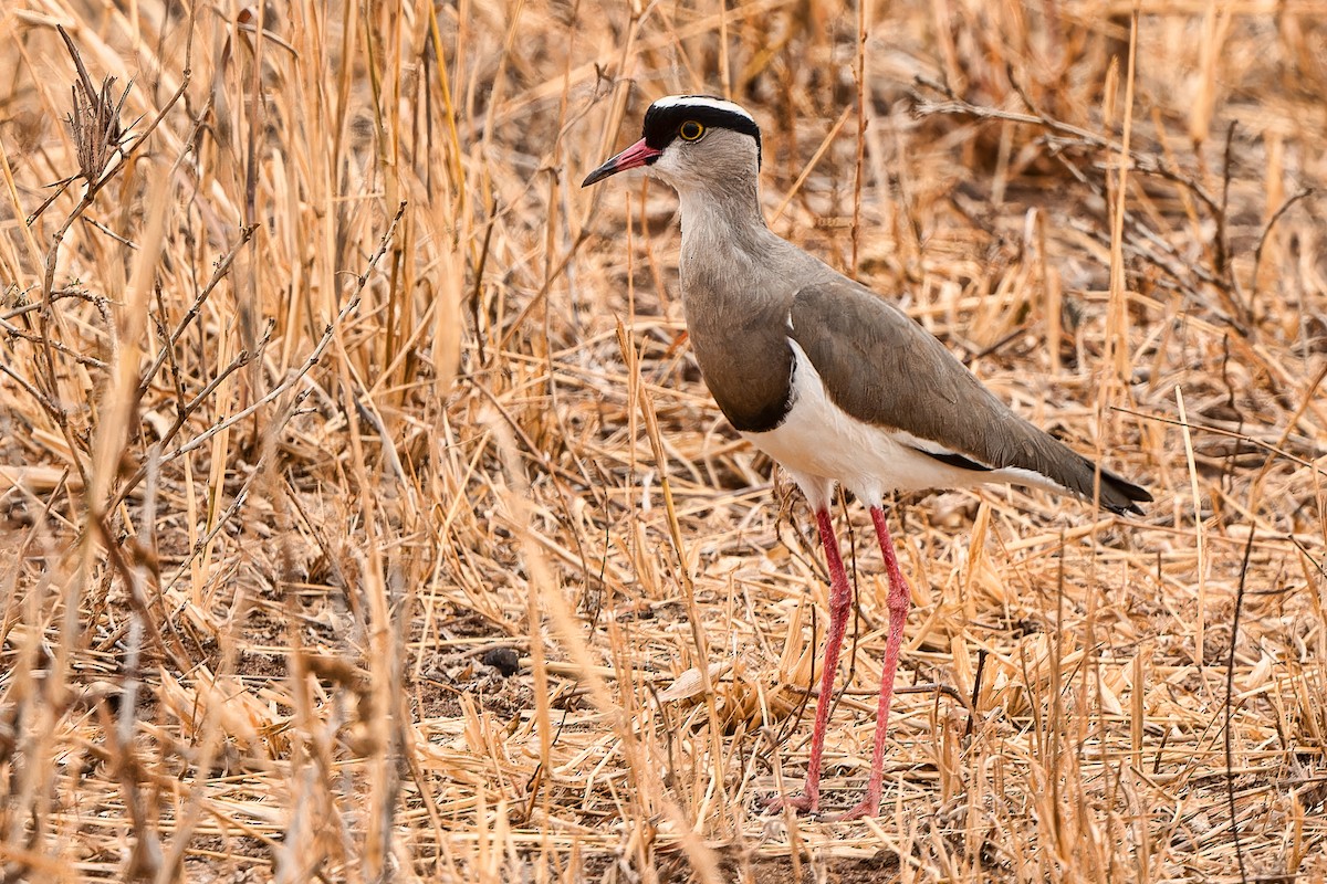 Crowned Lapwing - ML613686154