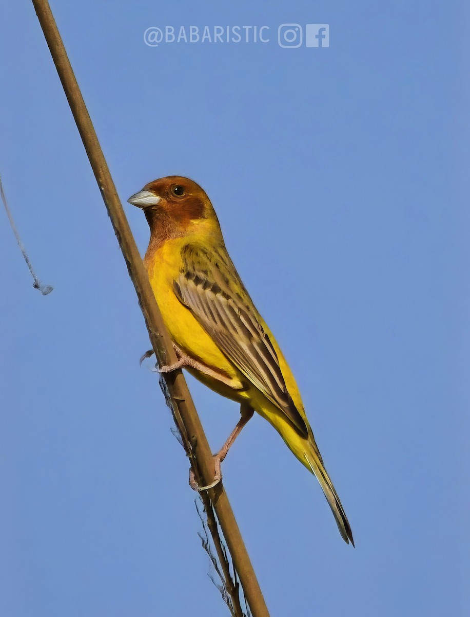 Red-headed Bunting - ML613686693