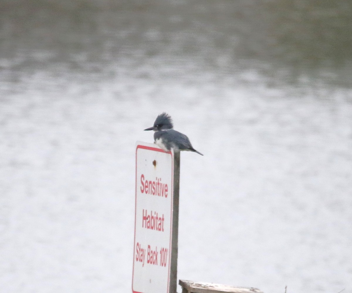 Belted Kingfisher - ML613686728