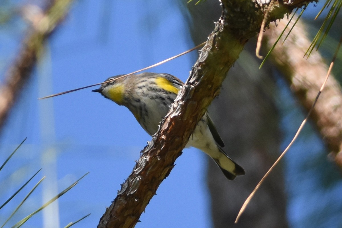 Reinita Coronada (auduboni) - ML613686741