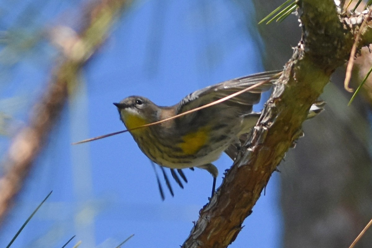 Yellow-rumped Warbler (Audubon's) - ML613686746