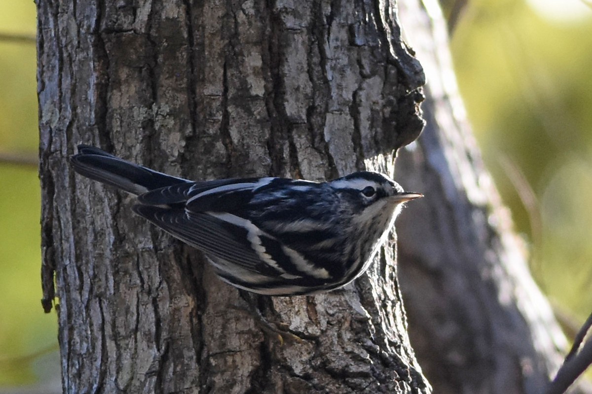 Black-and-white Warbler - ML613686748