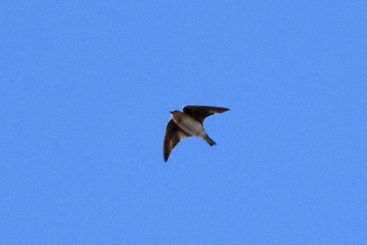 Cave Swallow - ML613686769