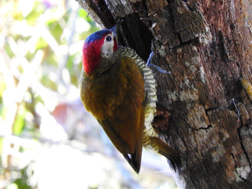 Golden-olive Woodpecker - ML613687024