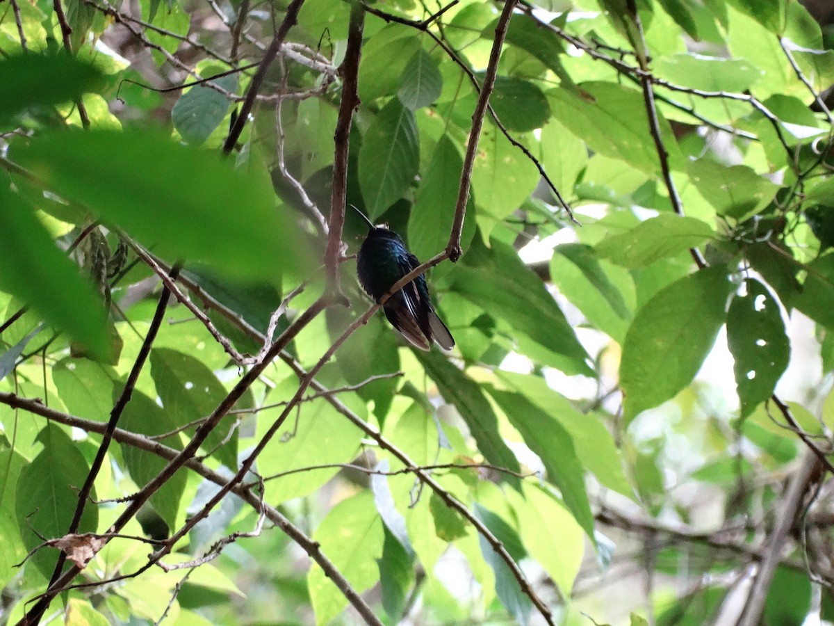kolibřík běloocasý - ML613687286