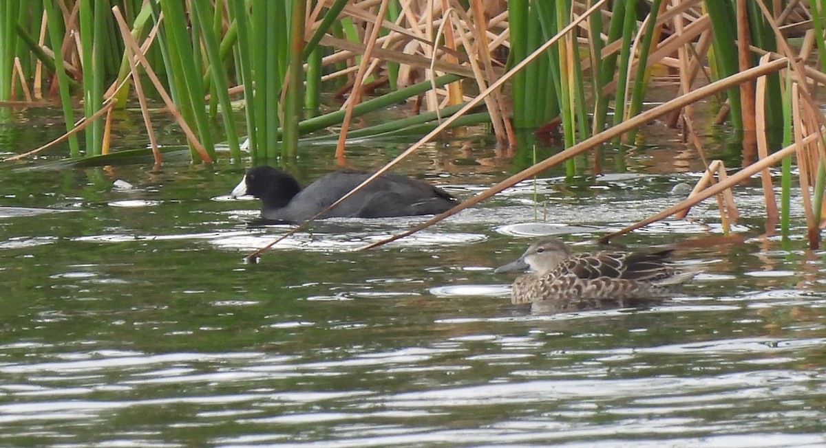 EBird Checklist 16 Jan 2024 STA 1W 36 Species   1200