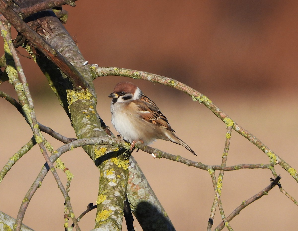 Eurasian Tree Sparrow - ML613687360