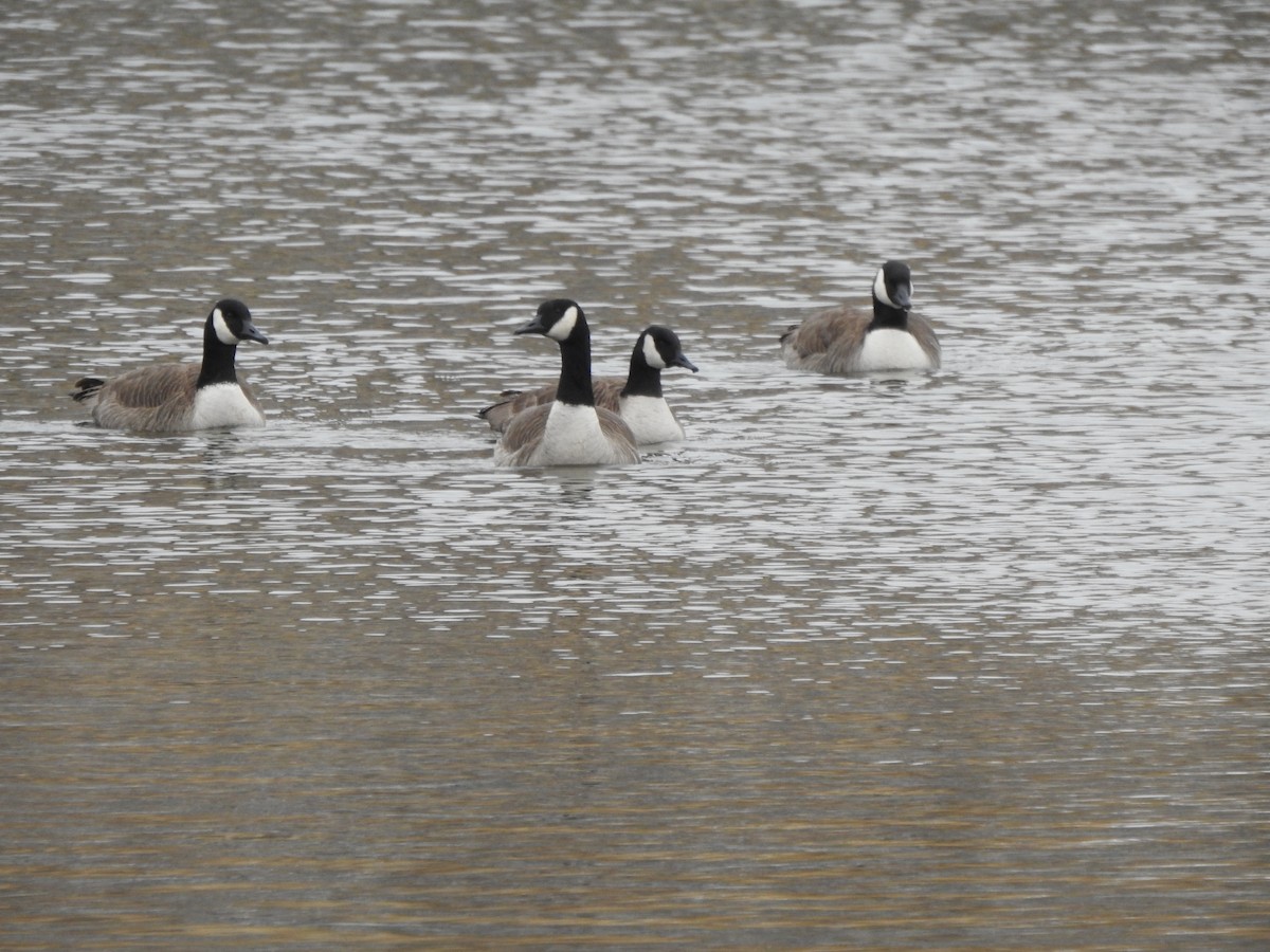 EBird Checklist 18 Jan 2024 Hoover Reservoir Hoover Dam Boat Dock   1200