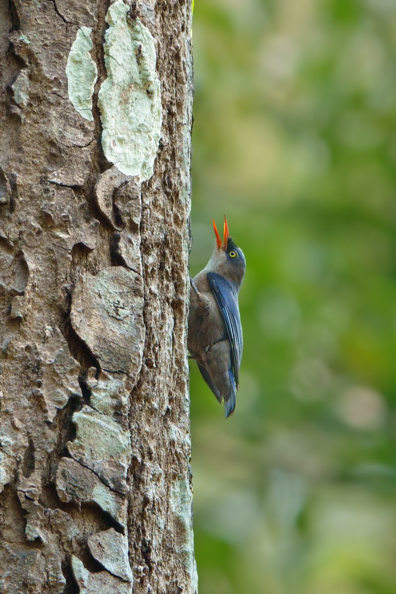 Velvet-fronted Nuthatch - ML613688067