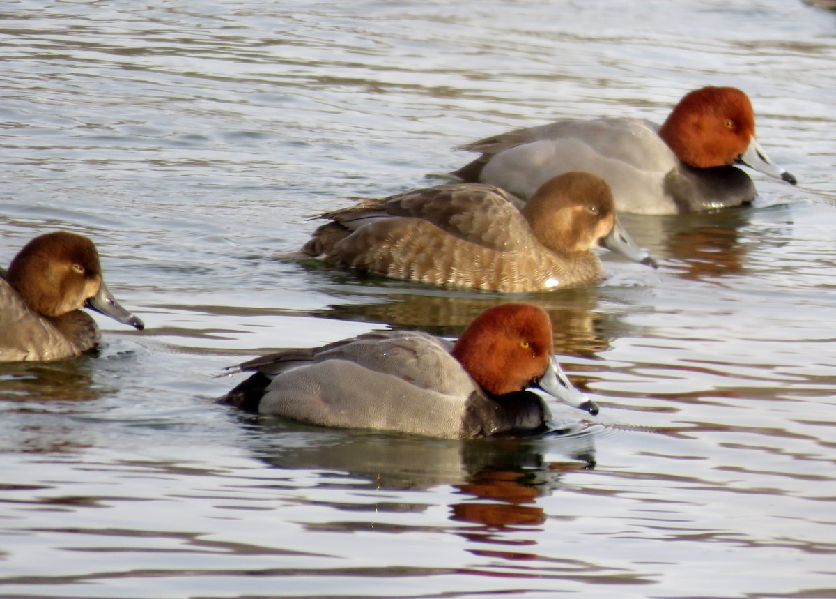 EBird Checklist 18 Jan 2024 Cherry Hill Reservoir 8 Species   1200