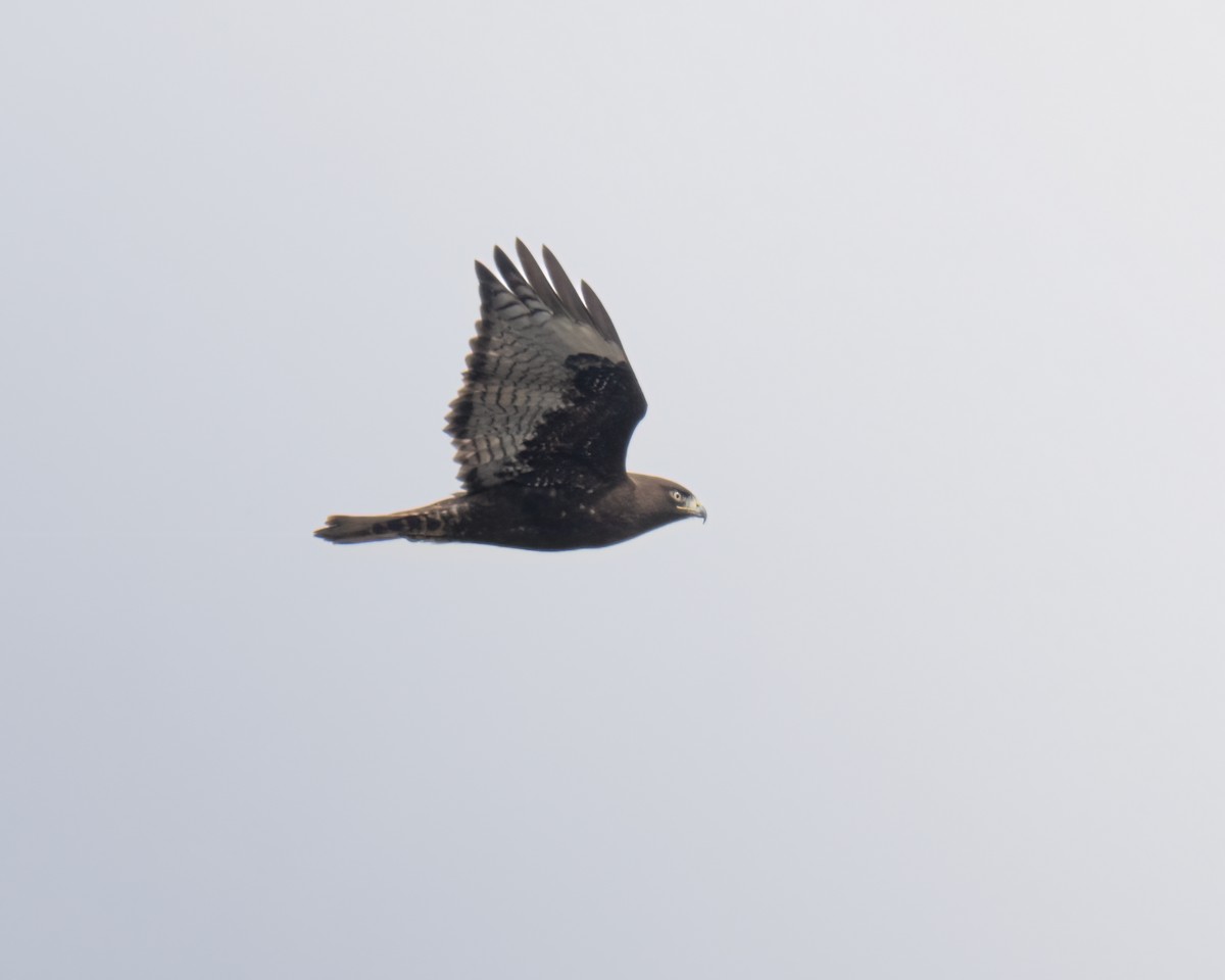 Red-tailed Hawk (Harlan's) - ML613688645
