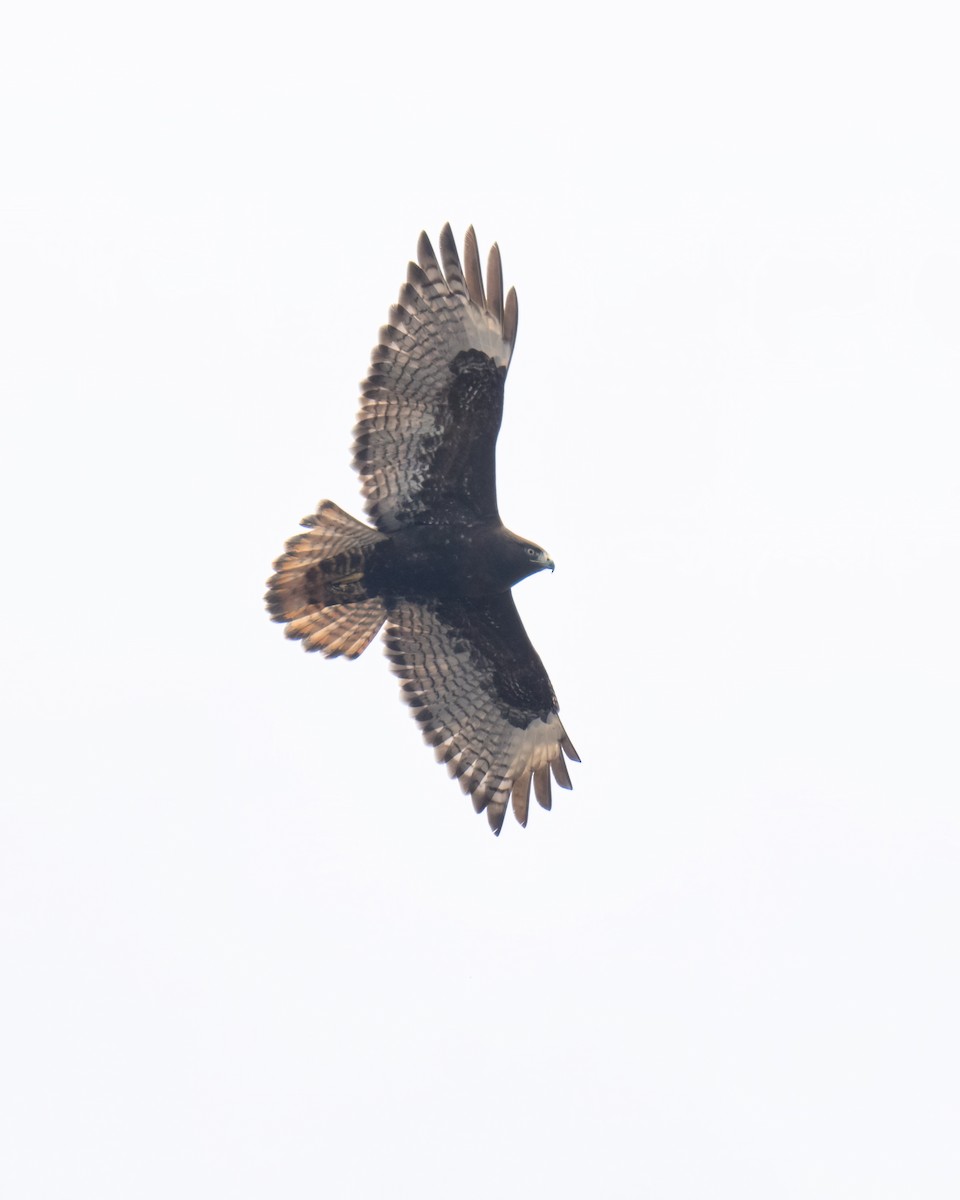 Red-tailed Hawk (Harlan's) - John Davis