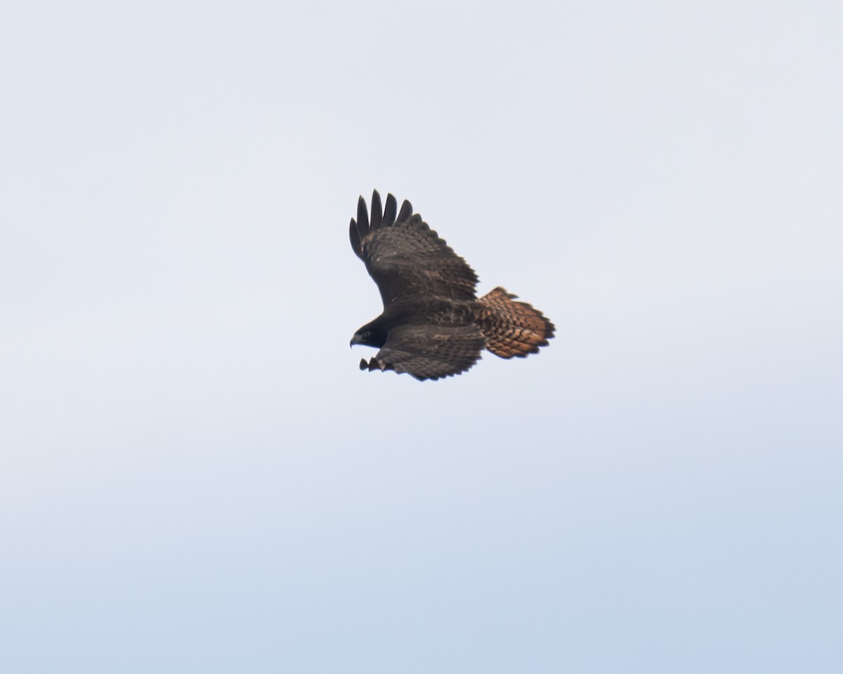 Red-tailed Hawk (Harlan's) - ML613688647