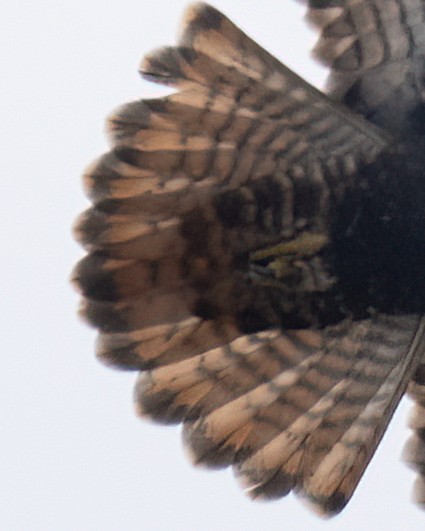 Red-tailed Hawk (Harlan's) - John Davis