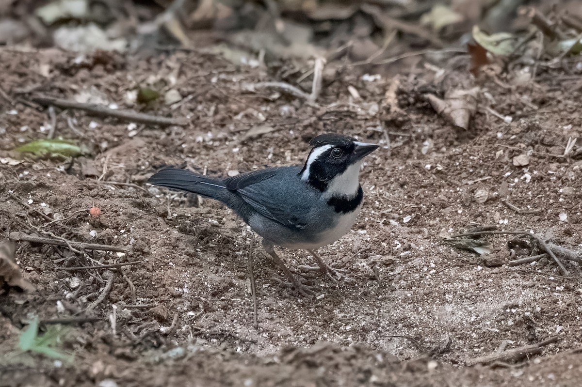Black-capped Sparrow - ML613688876