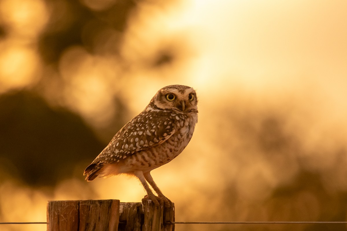 Burrowing Owl - ML613688983