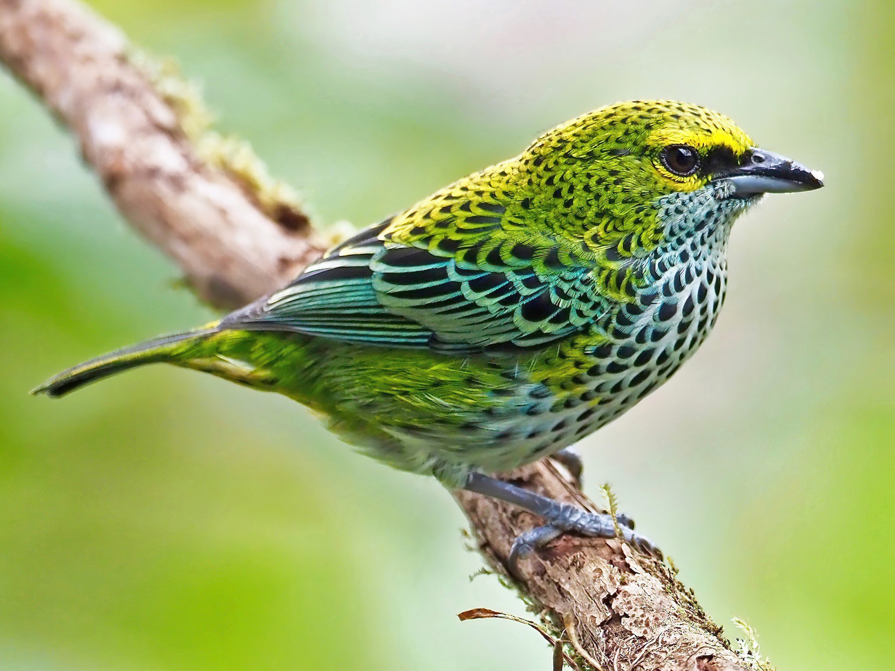 Speckled Tanager - The Wildlab