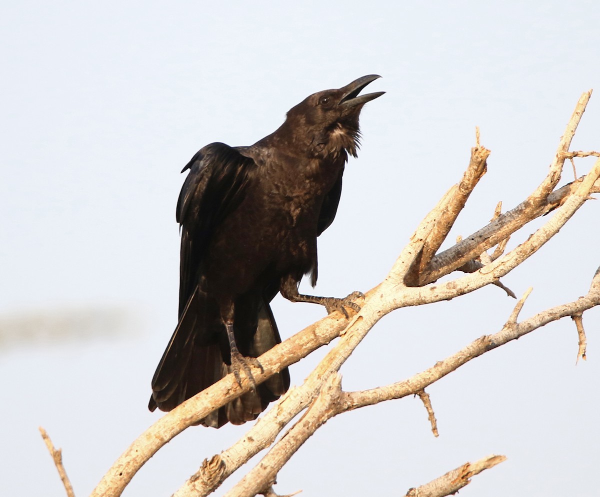 Somali Crow - H. Resit Akçakaya