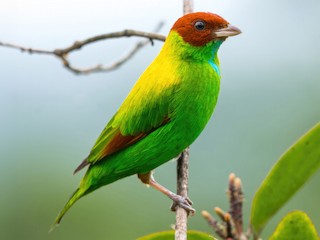  - Rufous-winged Tanager