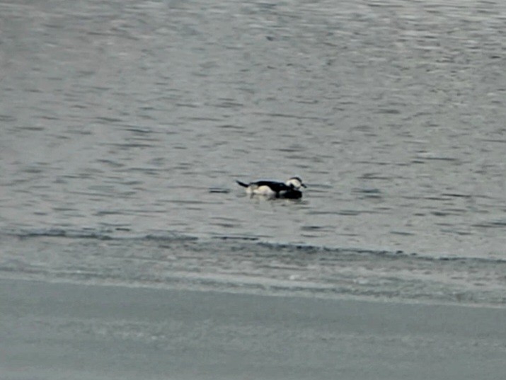 Long-tailed Duck - ML613690073