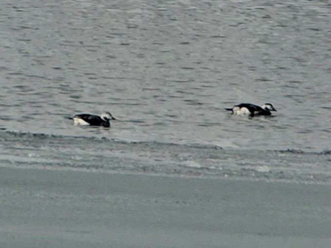 Long-tailed Duck - ML613690074