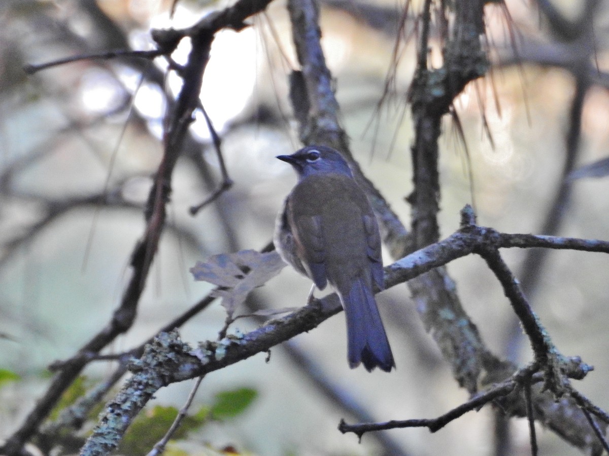 Brown-backed Solitaire - ML613690117