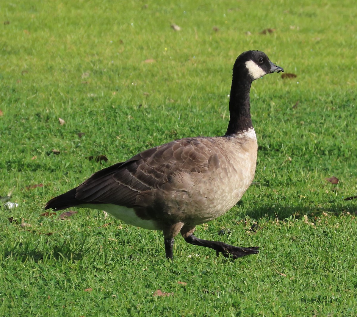 Cackling Goose - ML613690163