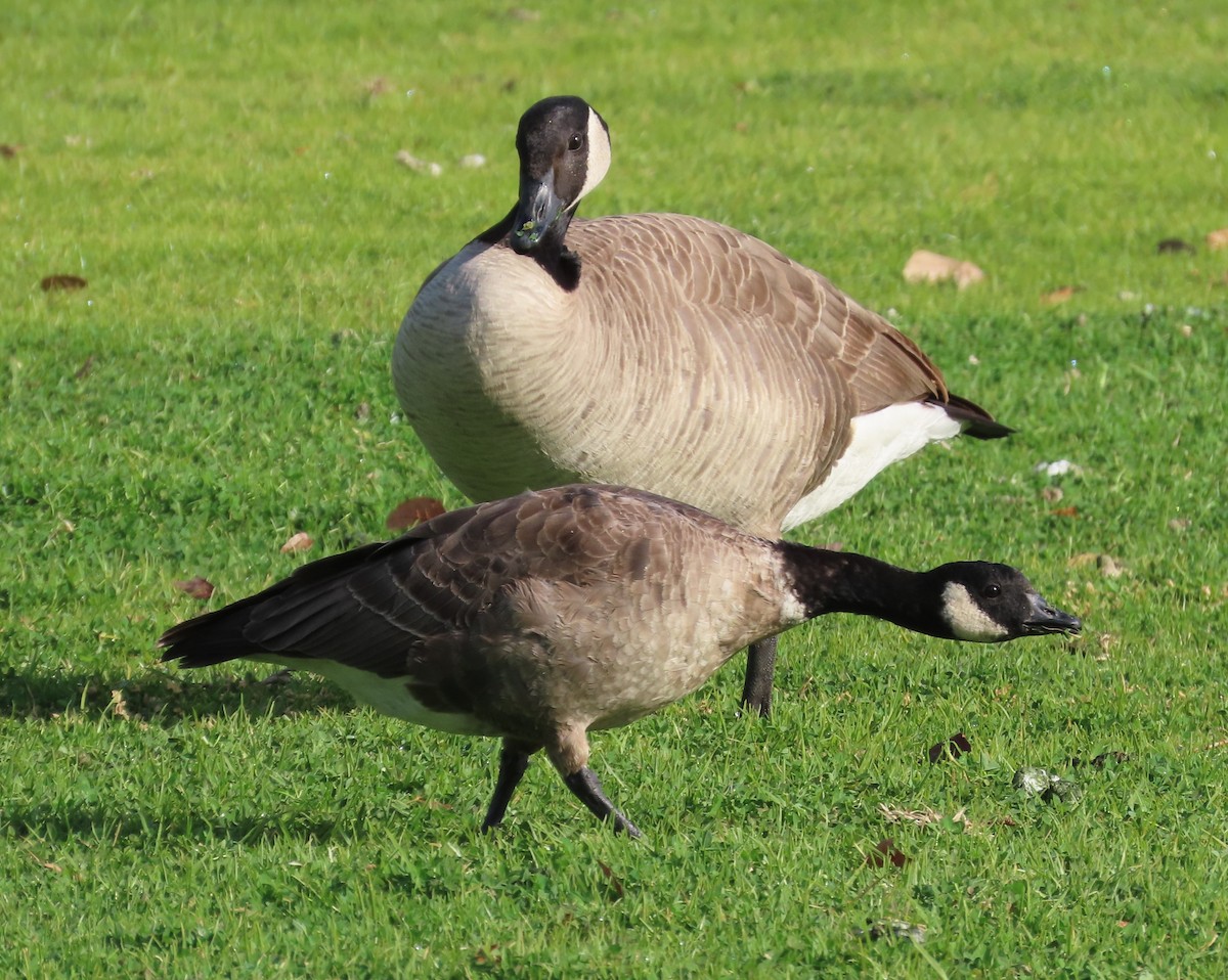 Cackling Goose - ML613690166