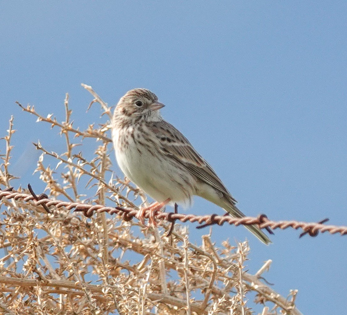 Vesper Sparrow - ML613690294