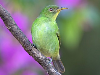 ズグロミツドリ - eBird