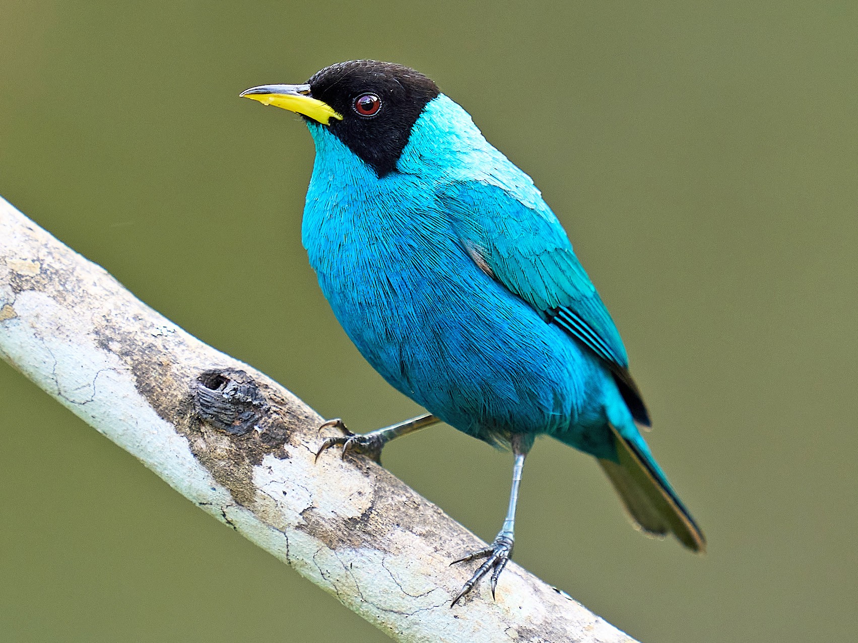 tangara-meraude-ebird
