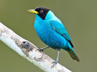 ズグロミツドリ - eBird