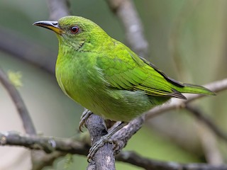 【6本】みどりの葉っぱ ズグロミツドリ - eBird