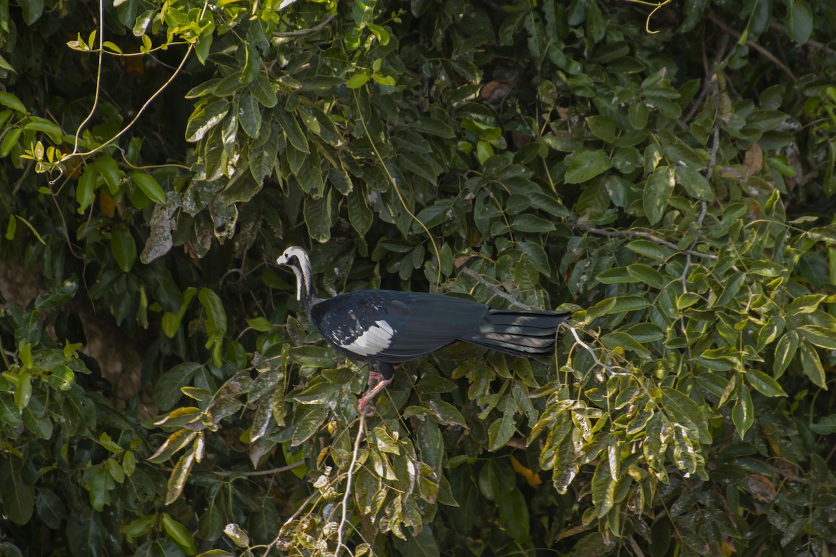 White-throated Piping-Guan - ML613690628